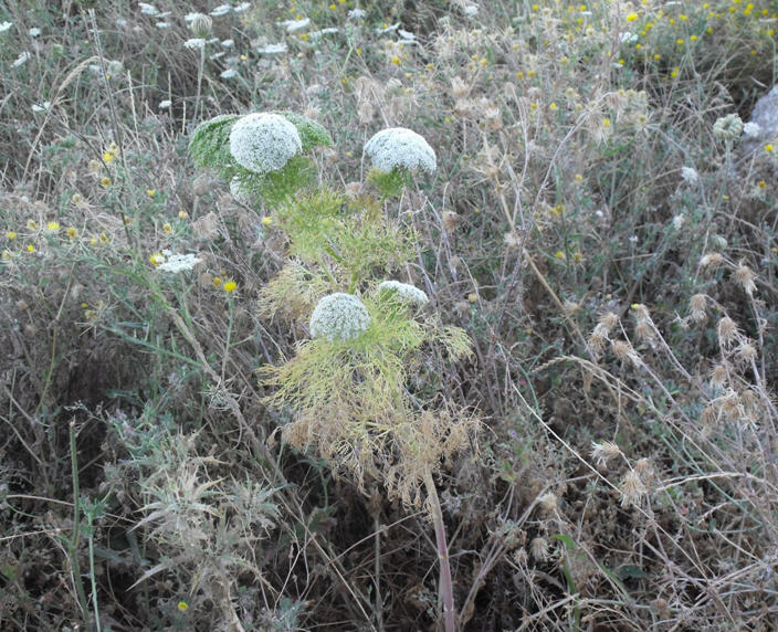 Ammi visnaga (= Visnaga daucoides )  /  Visnaga comune